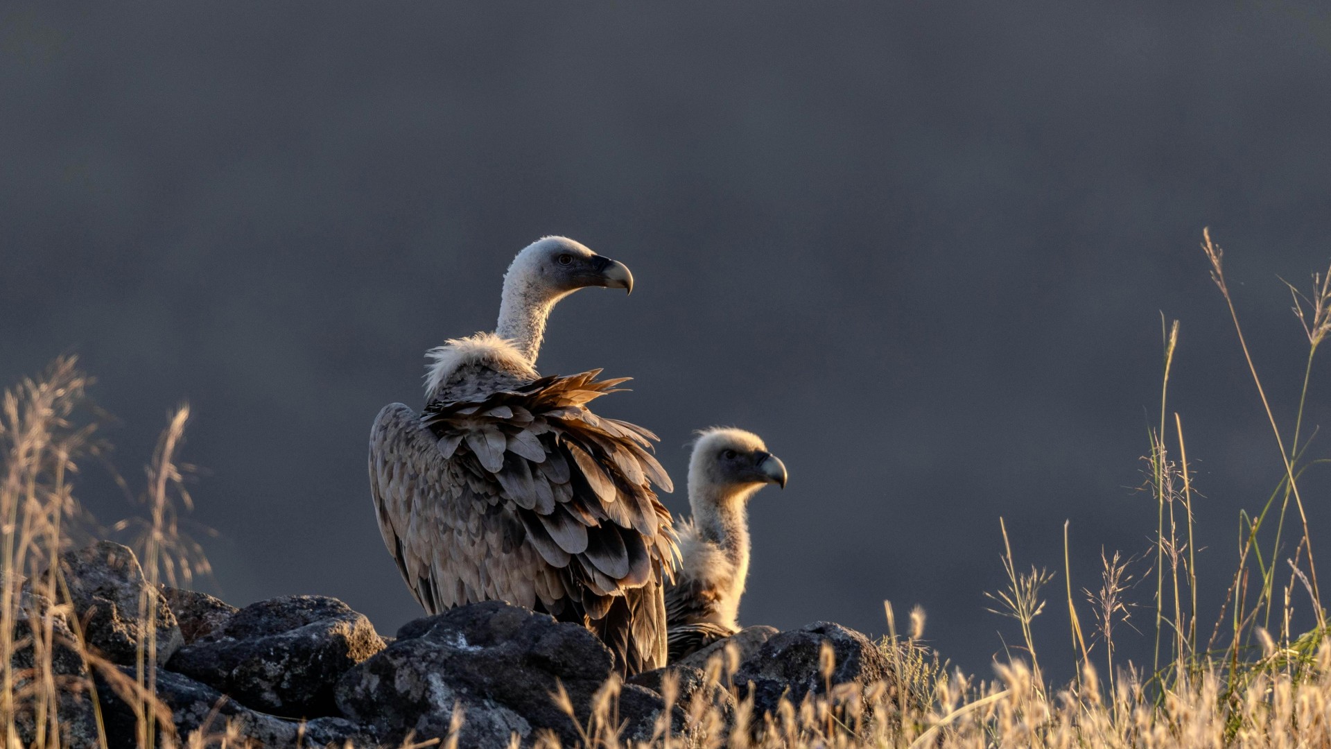 Annapurna Raptors Photography Tour