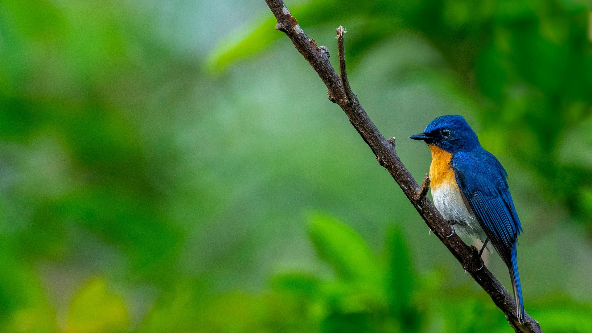 Godawari Bird Watching Tour