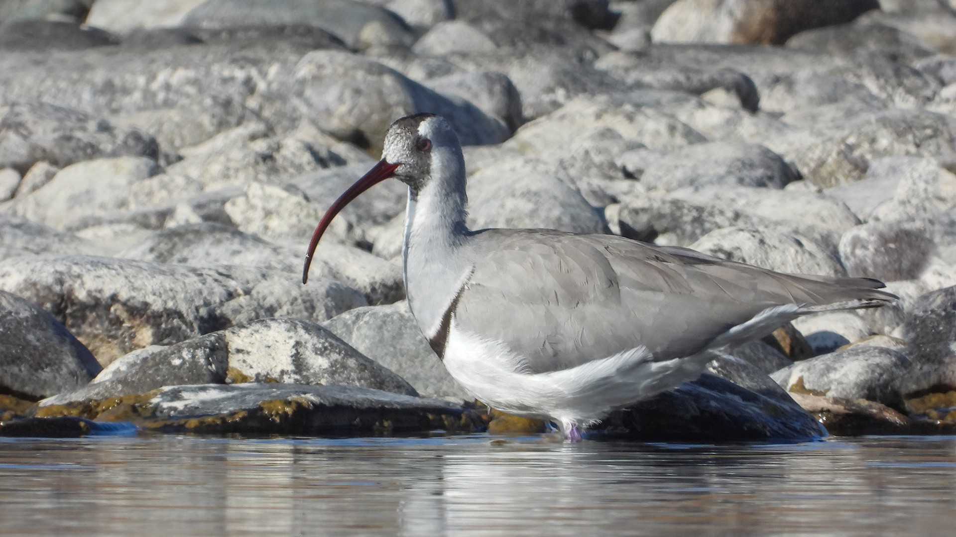 Ibisbill Tour in Nepal: A Unique Birdwatching Experience