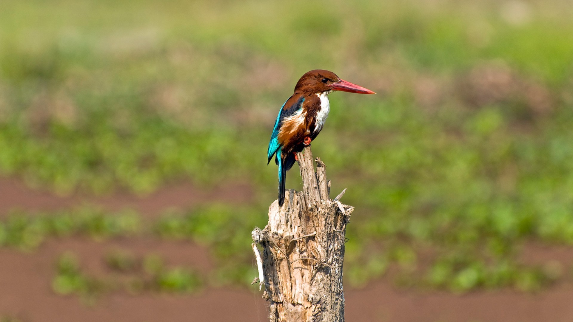 Nepal Bird Photography and Bird Watching Tour