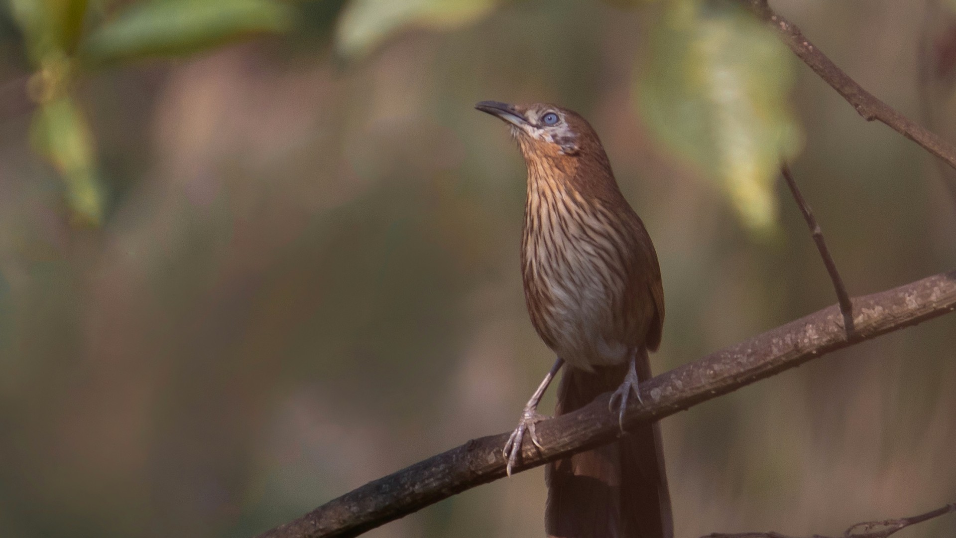 Nepal Spiny Babbler Tour