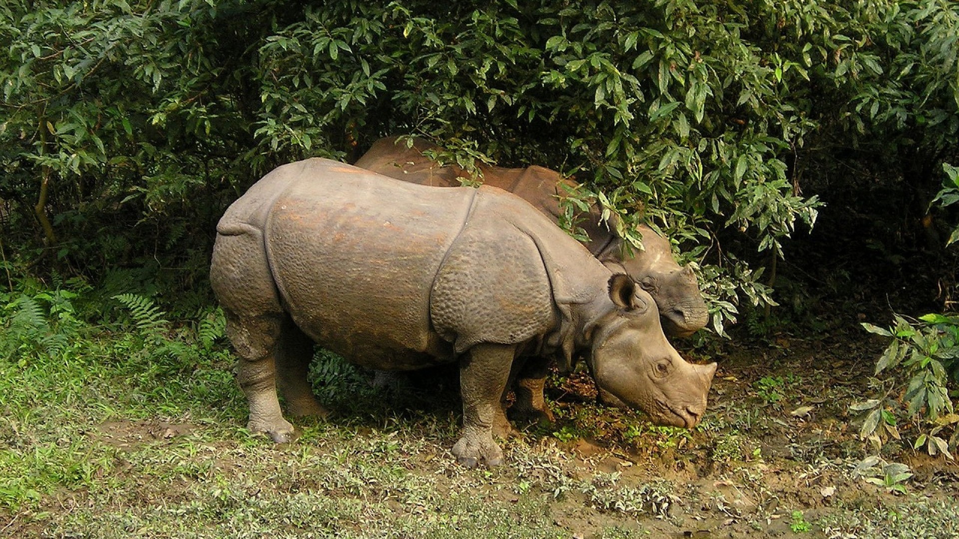 Chitwan National Park Jungle Safari