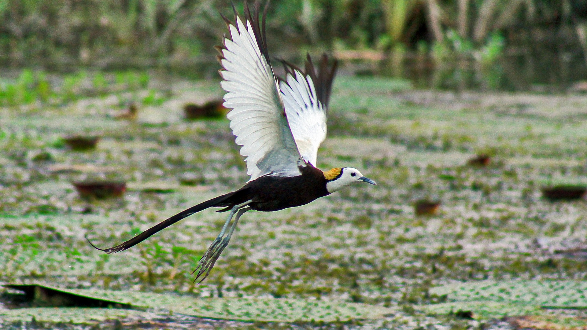 Bird Watching In Nepal