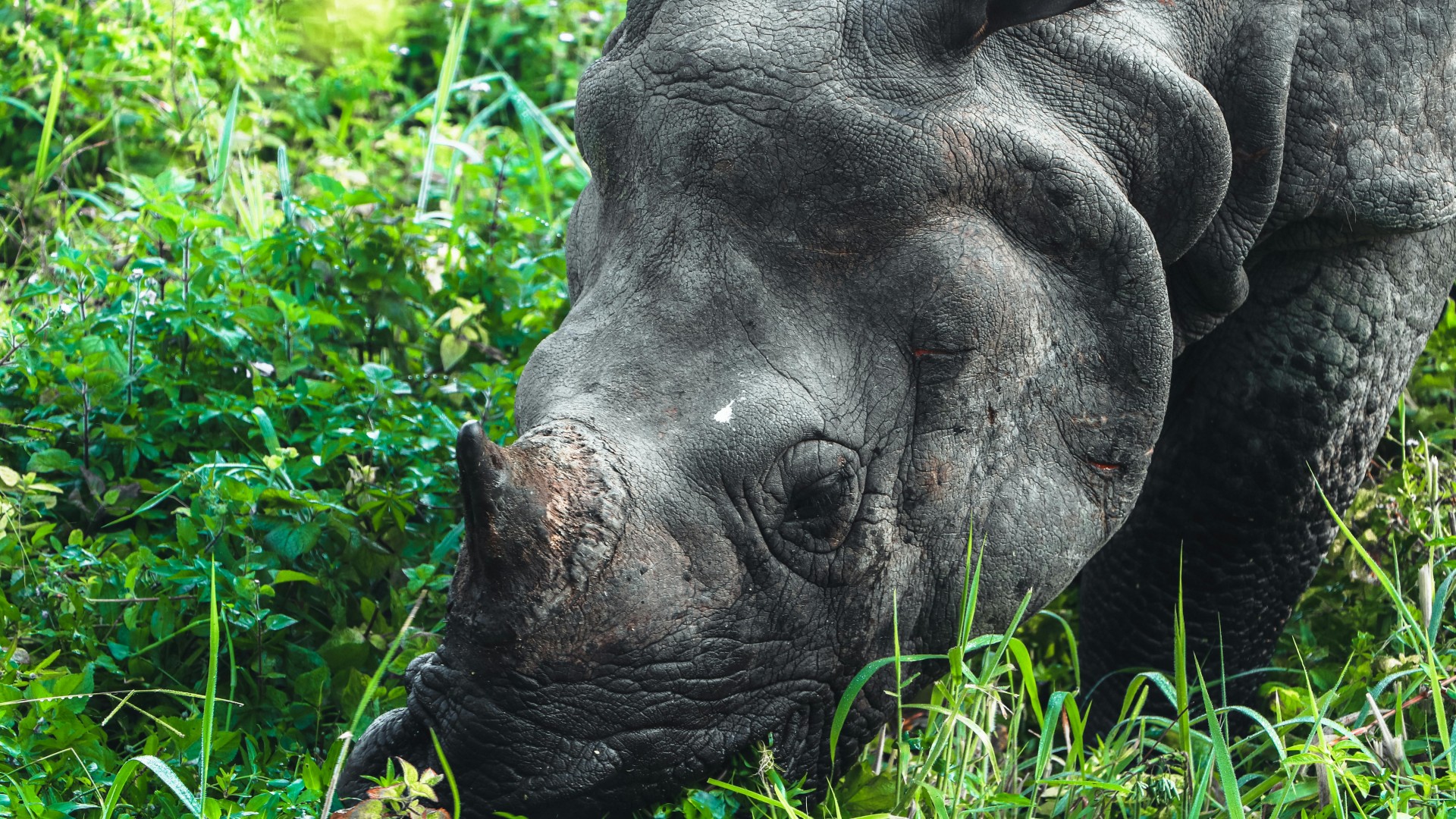 "Wildtrack Expeditions: Jeep Safari/Nature Walks"